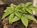 13 days into Veg