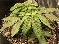 13 days into veg