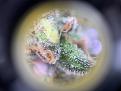 WW trichome #2