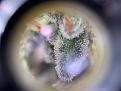 WW trichome #3