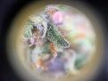 SLH trichome #1