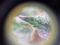 SLH trichome #4