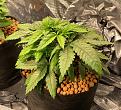 17 days into Veg.  This plant is droopier than the others.  This one wakes up slow.