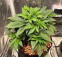17 Days into Veg.  This plant started from the biggest strongest seed.