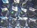 Healthier Seedlings, More sprouted today after new PH water given.