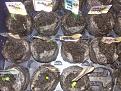 These light green seedlings I thought were a gonner, as yesterday the stems were brown and thin.