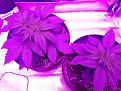 My 2 good plants