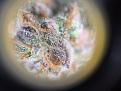 WW trichome #1