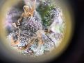 WW trichome #2