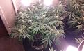 This is what mine look like after topping and "LST". Looking for this???