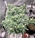 Suver Haze CBD Photo