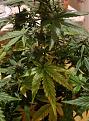 plant today, discoloration moving to newer growth