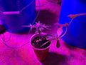 I have a confirmed auto clone ... and a tag along 
I have since transplanted the auto away from the melon plant lol