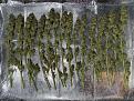 White Widow 16 colas