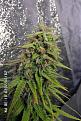 pineapple Chunk bud mainly HPS light