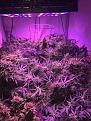 2nd grow 71 degrees lights on and 60-61 degrees lights out