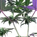 Blueberry auto
