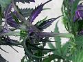 Pineapple auto