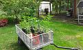 fem. photos transplanted into 10 & 15 gal. pots waiting for dryer weather conditioning for outdoors in my greenhouse in back round.