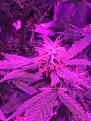 Big bud