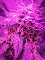 Big bud