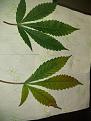Middle and bottom leaves