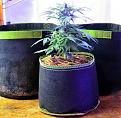 The indica girl in front of the 3-gal pots