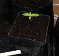 Lemon Shining Silver Haze, about a week and a half old