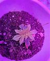 New seedling in the same soil. New leaves became much brighter after I flushed.