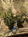 The girls side by side. Northern lights on the left, Big bud on the right.