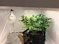 G13 Pineapple Express #2