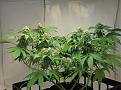 G13 Blueberry Gum #2