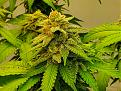 Blueberrygum #2