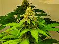 Pineapple Express #2