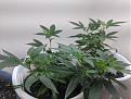 Sour diesel and white widow clones 25 days