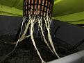 This is just before I start feeding my Veg nutrients and stop my top feeding system.  The roots are white, because of the solution they are in.