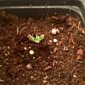 Seedling