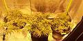 Mainline, WW auto, Cheese auto