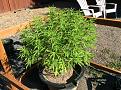 HSO Gorilla Breath