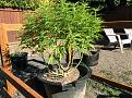 HSO Gorilla Breath