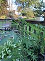 Plants before I took them off the deck.