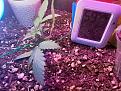 Blue pyramid  auto fem took 7/14/2020