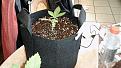 Baby Blackjack 26 days from germ