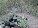 Garden looking good