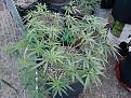 Purple punch barney's farm seed