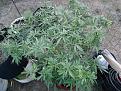 Pineapple Express clone