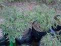 Pink kush clone and Sfv seed