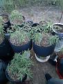 Randoms seeds from friends