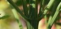 Plant 3