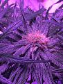 fasciated bud-sativa